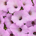 Petunia 'Supertunia Vista® Cool Jazz'
