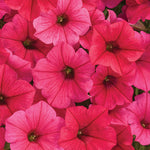 Petunia 'Supertunia Vista® Paradise'
