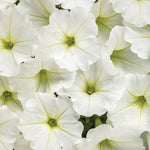 Petunia 'Supertunia Vista® Snowdrift™