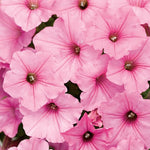 Petunia 'Supertunia Vista® Bubblegum®