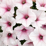 Petunia 'Supertunia Vista® Silverberry'