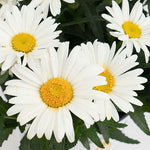 Leucanthemum Shasta Daisy 'Sweet Daisy Christine'