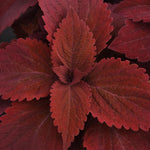Coleus 'Sweet Paprika'