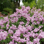 Lilac 'Bloomerang PurPink' PW