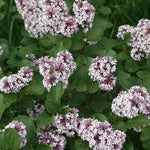 Dwarf Korean Lilac