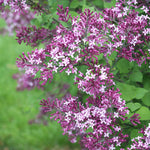 Lilac 'Bloomerang Dark Purple'
