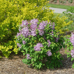 Lilac 'Scentara Pura'
