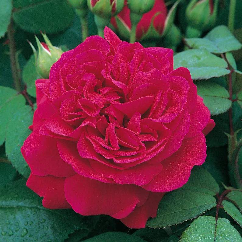 David Austin Rose 'Tess Of The d'Urbervilles'
