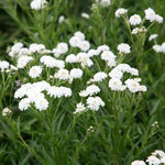 Achillea Yarrow 'The Pearl'