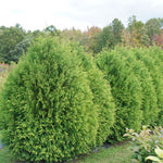 Cedar 'Cheer Drops'