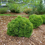 Cedar 'Tater Tot'