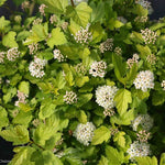 Ninebark 'Tiny Wine Gold'