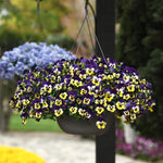 Pansy 'Top Wave Purple Sun Burst'