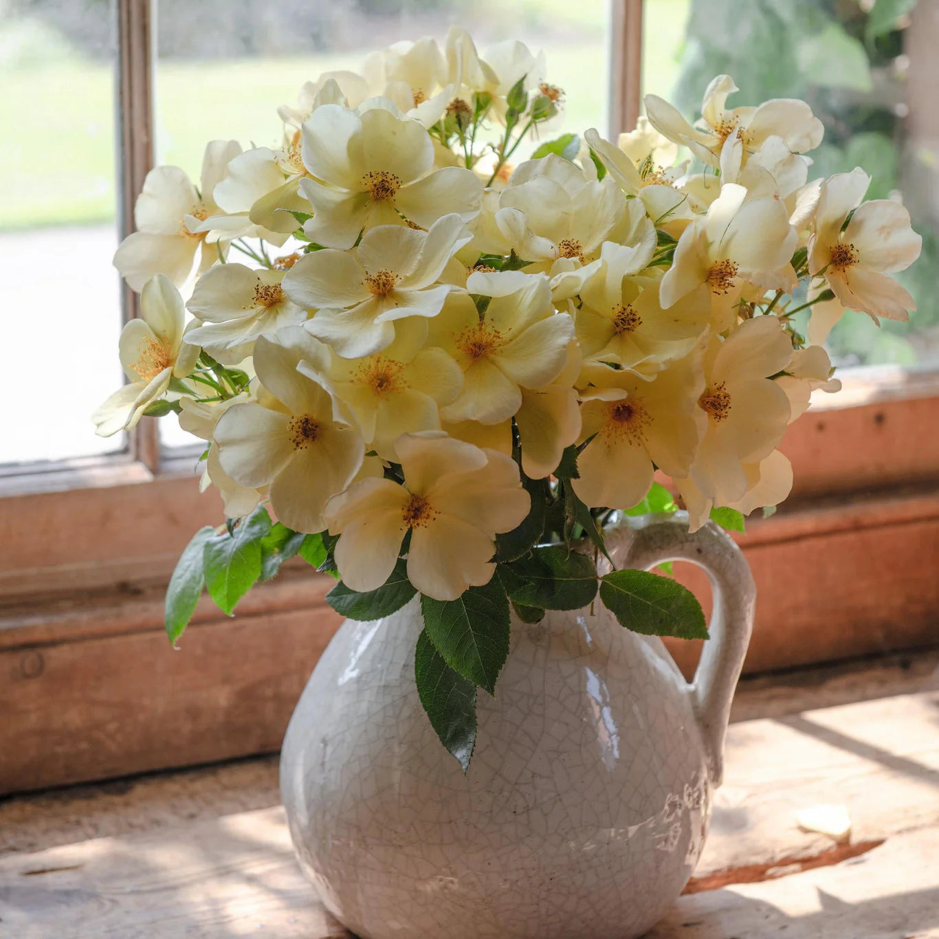 David Austin Rose 'Tottering by Gently'