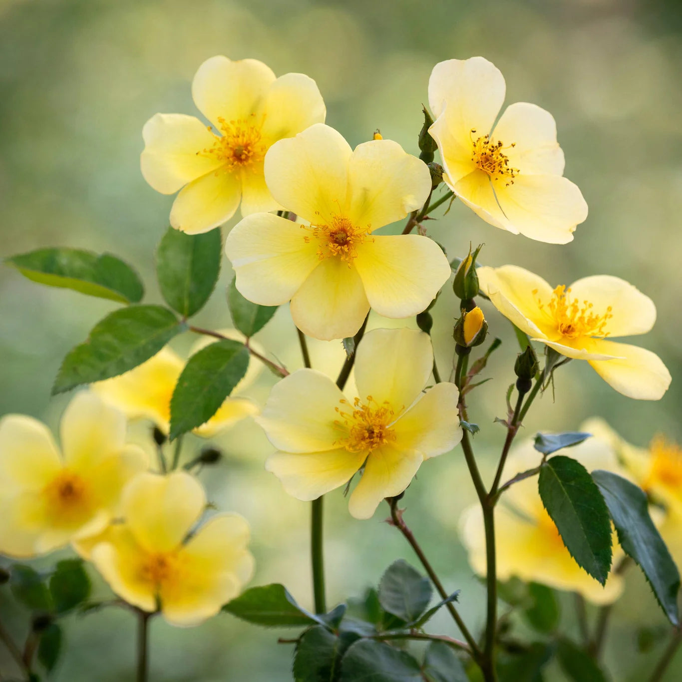 David Austin Rose 'Tottering by Gently'