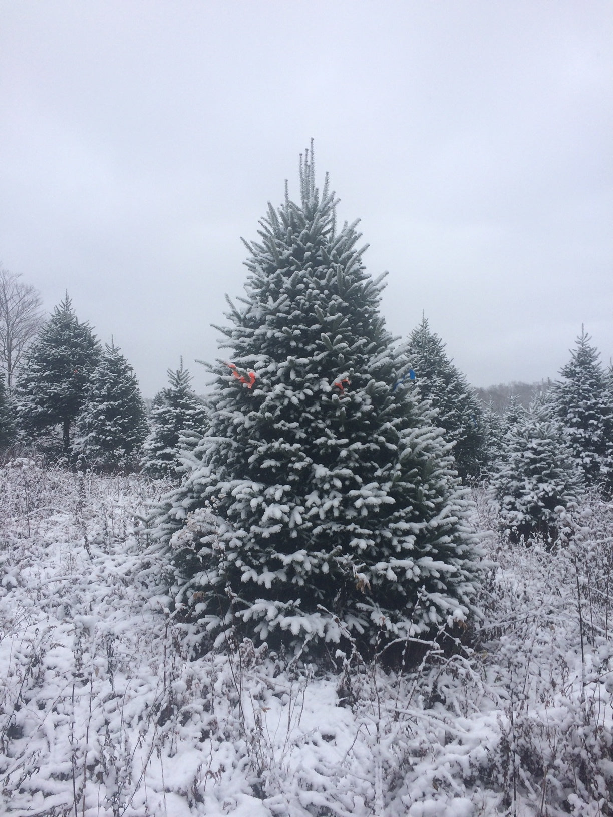 Premium Balsam Fir 4-6ft