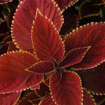 Coleus 'Volcanica' Series