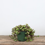 Turtle Vine