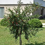 Cherry Tree 'Carmine Jewel'