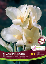 Canna Lily 'Vanilla Cream'
