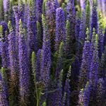 Veronica Speedwell 'Royal Candles'