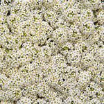 Alyssum 'Wonderland' Series