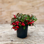 Wintergreen - Gaultheria Procumbens