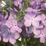 Phlox 'Blue Moon Woodland'