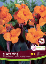 Canna Lily 'Wyoming'