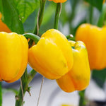 Sweet Pepper 'Yellow Bell'