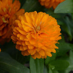 Zinnia 'Zahara' Series