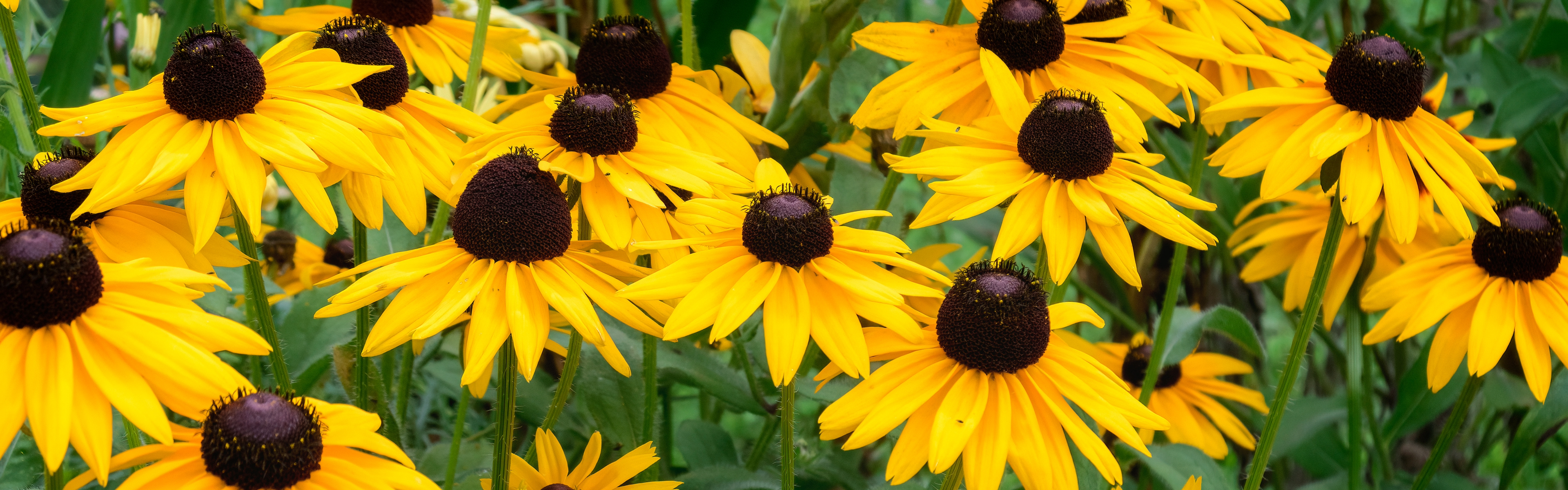Fall Blooming
