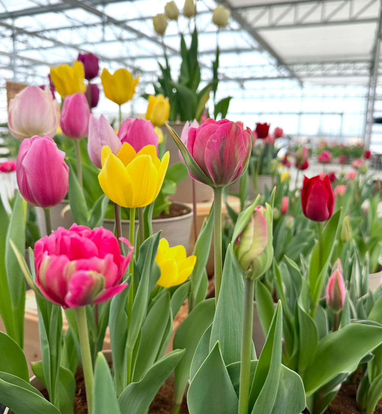 Flowering Bulbs