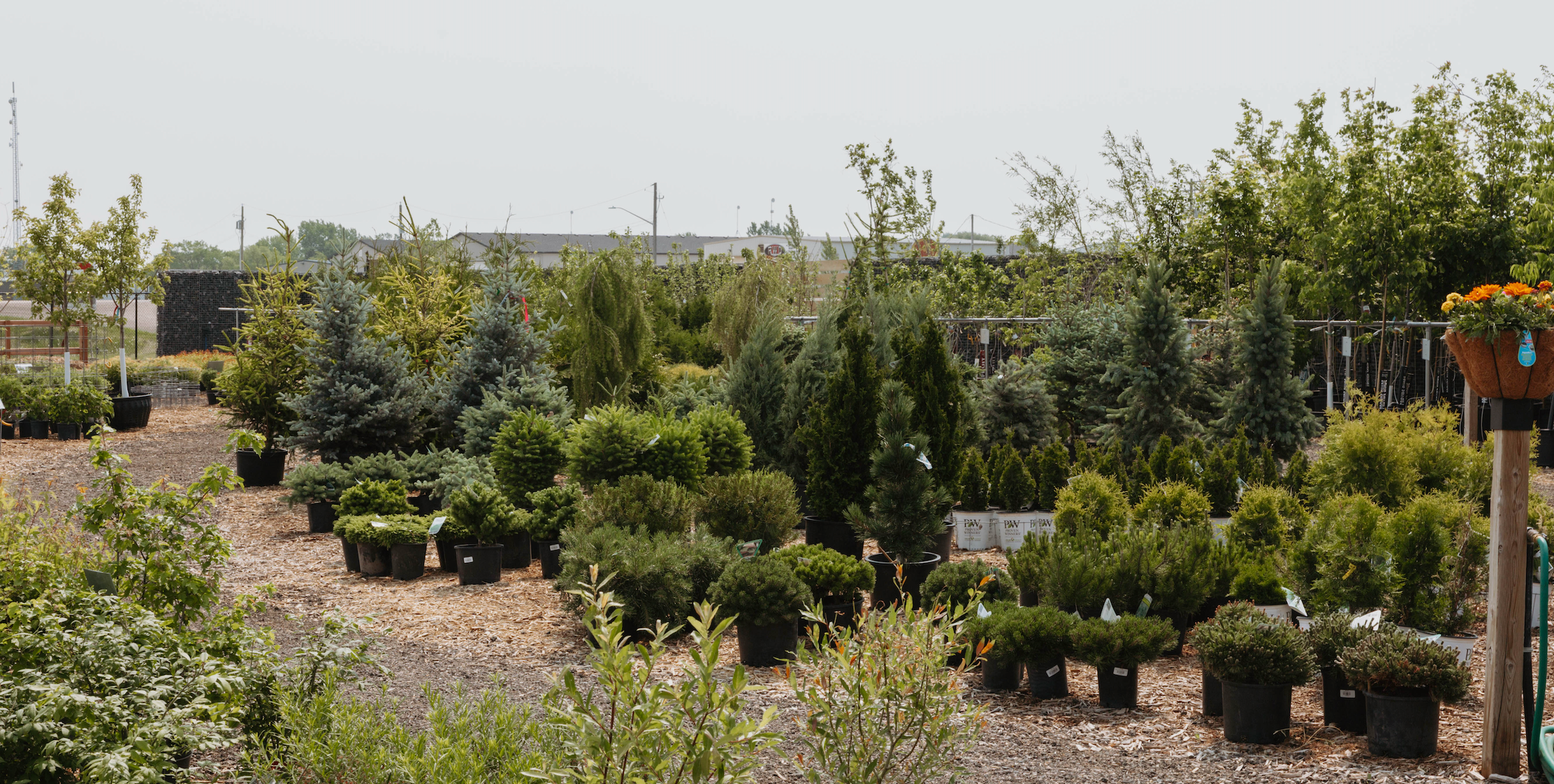 Conifers