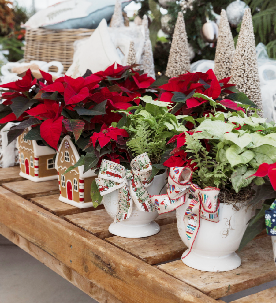 Holiday Plants