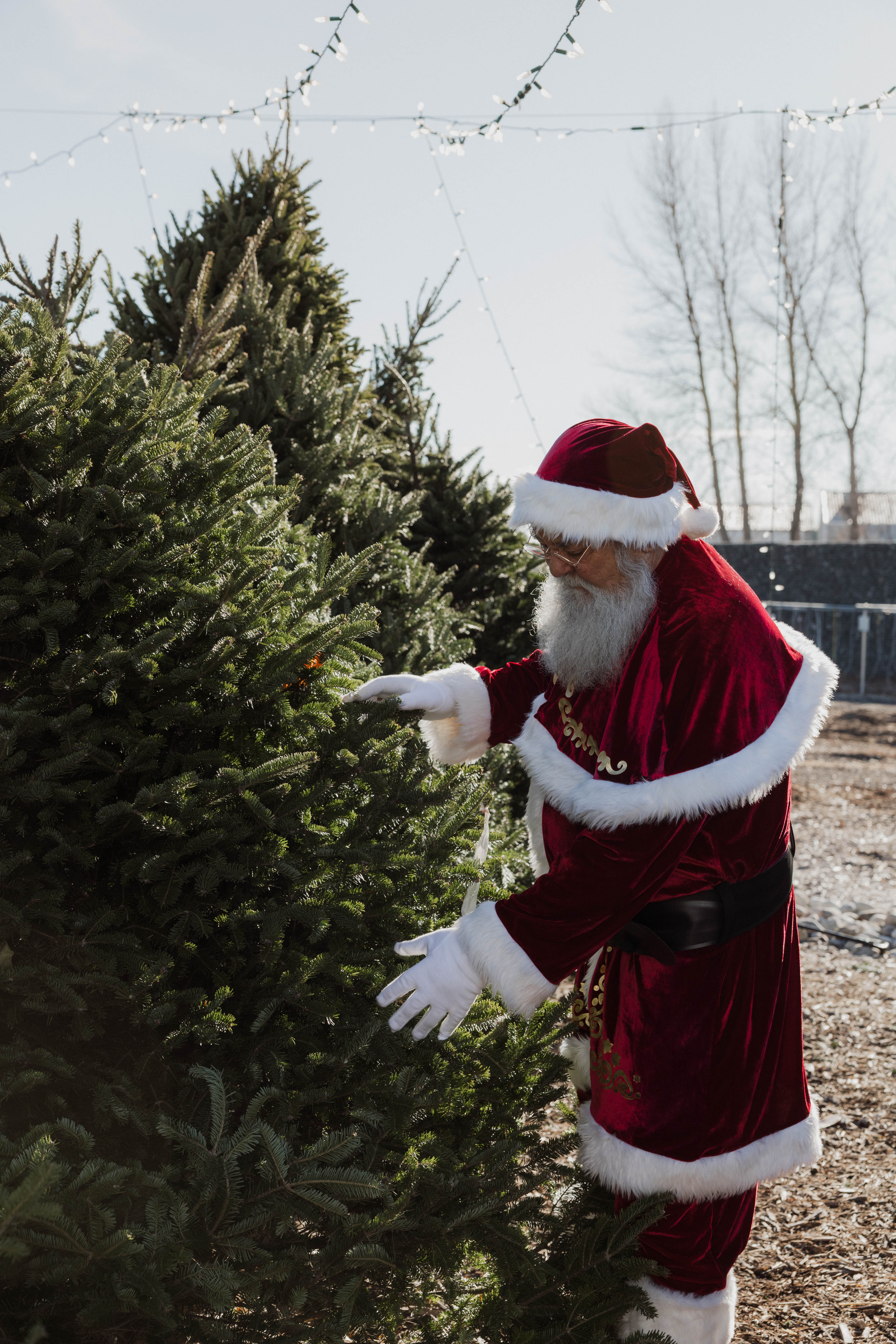 Christmas trees