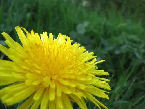 Weed, Pest and Fungus Control