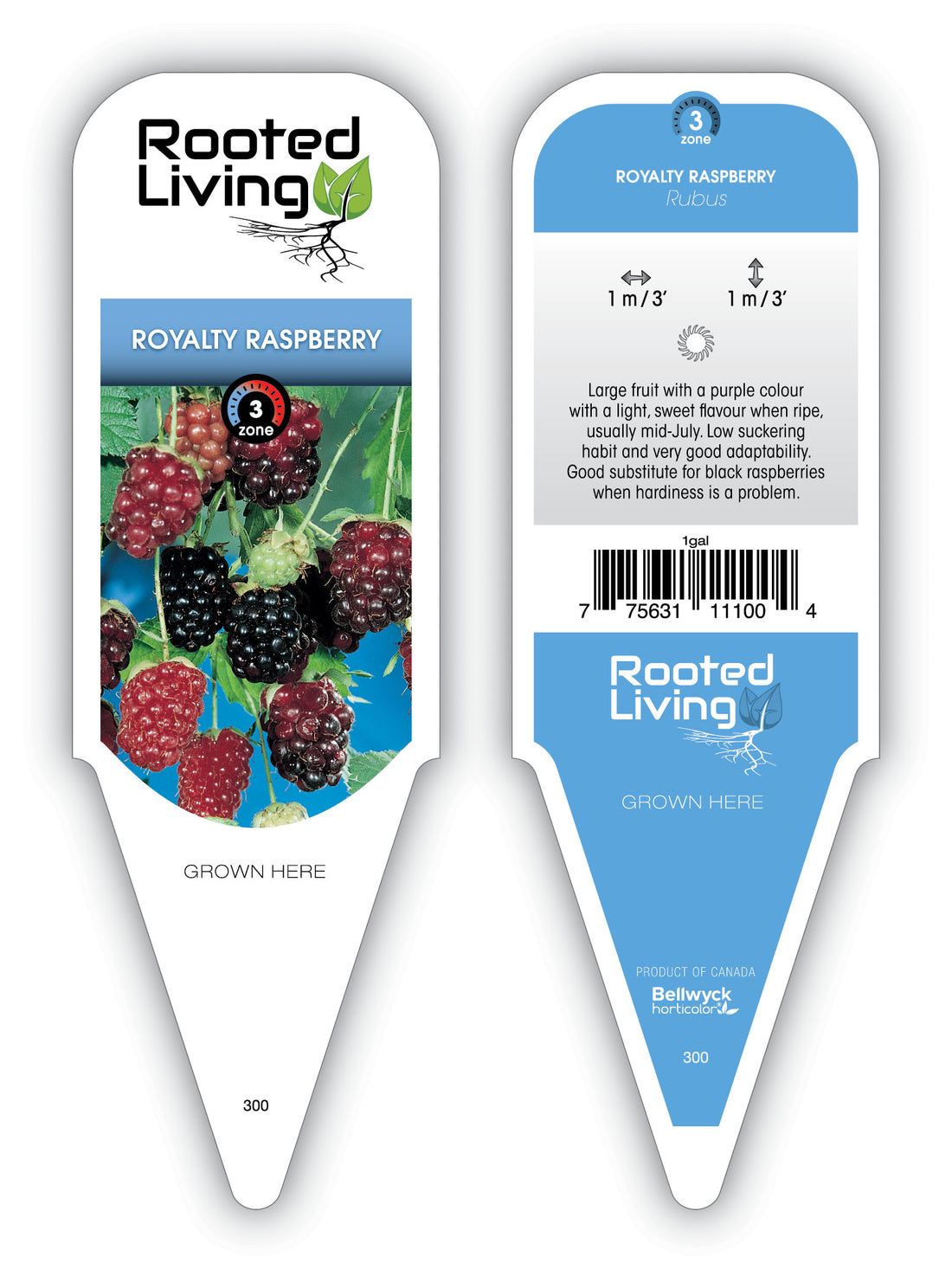 Royal Glamour Raspberry Raspberry 'Royalty' – van der Meer Garden Centre