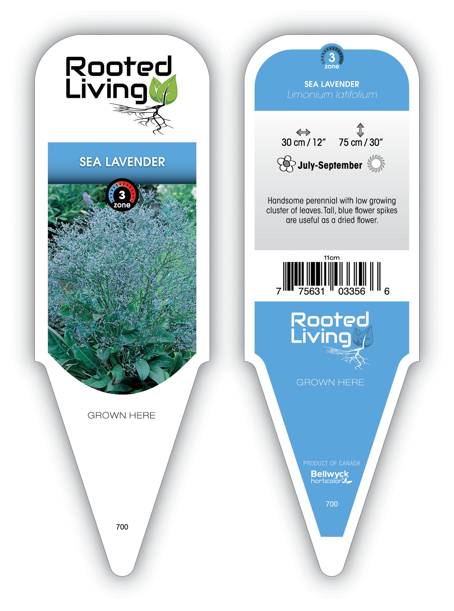 Limonium Sea Lavender