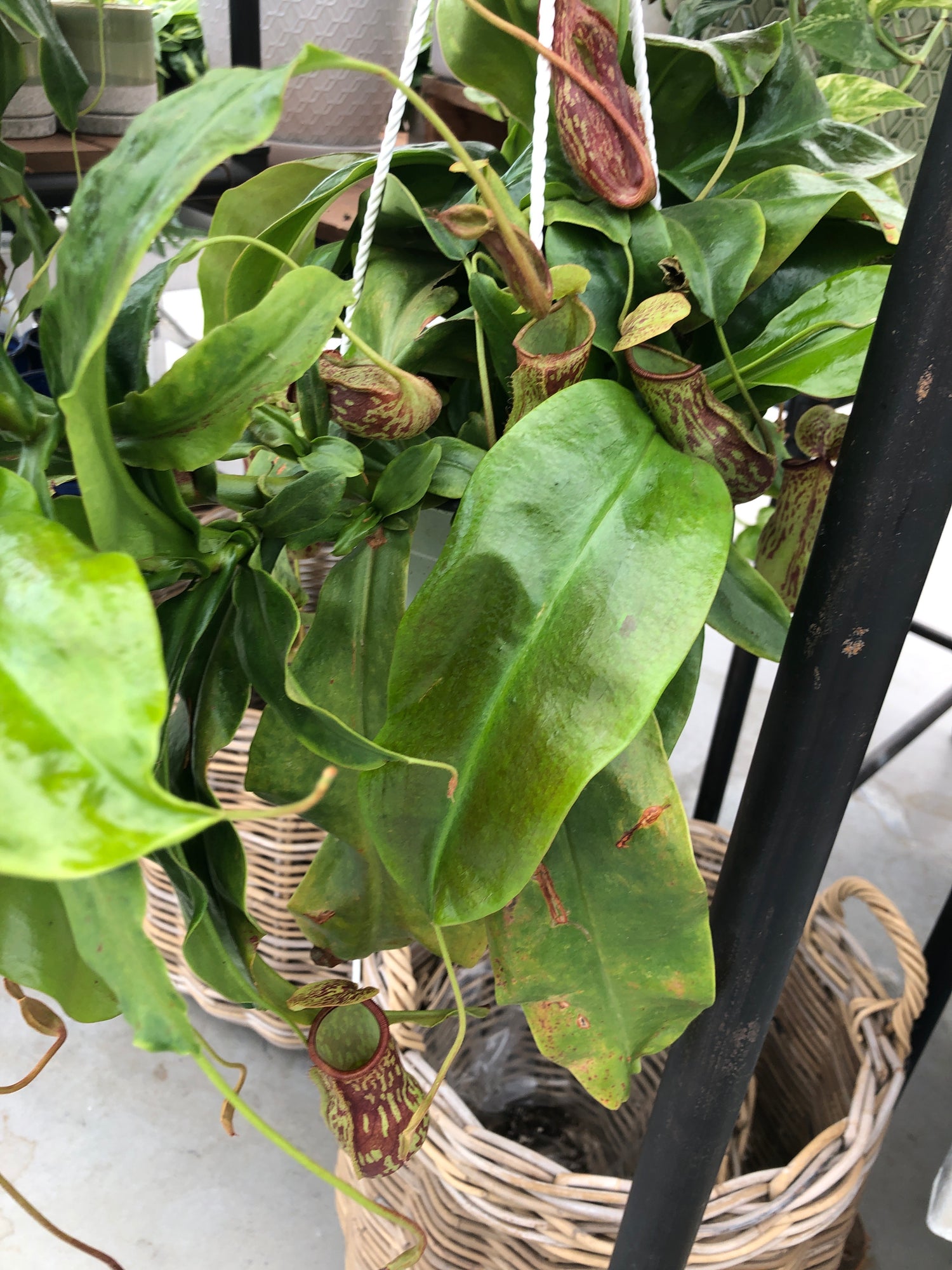 Asian Pitcher Plant