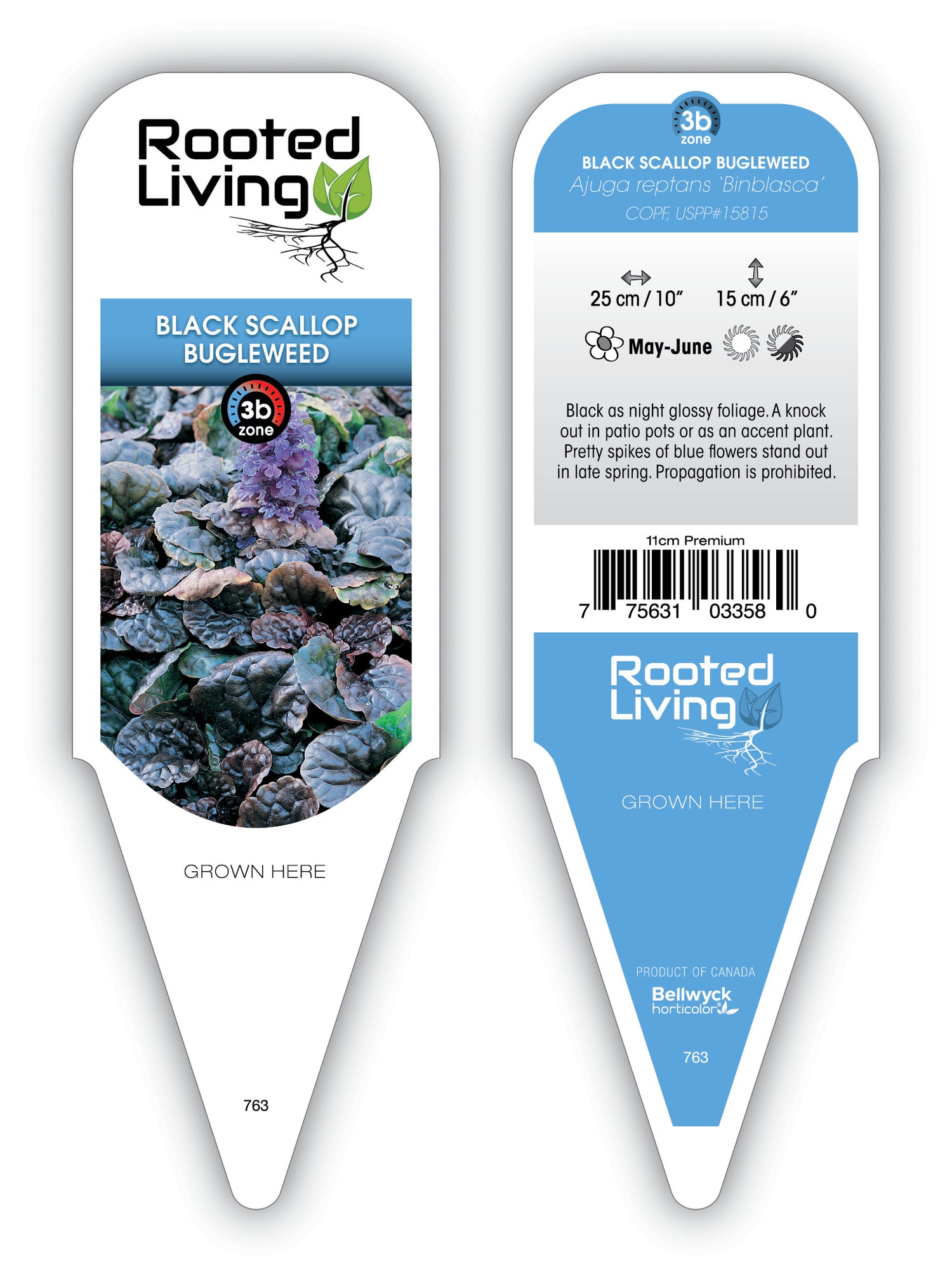 Black Scallop Ajuga