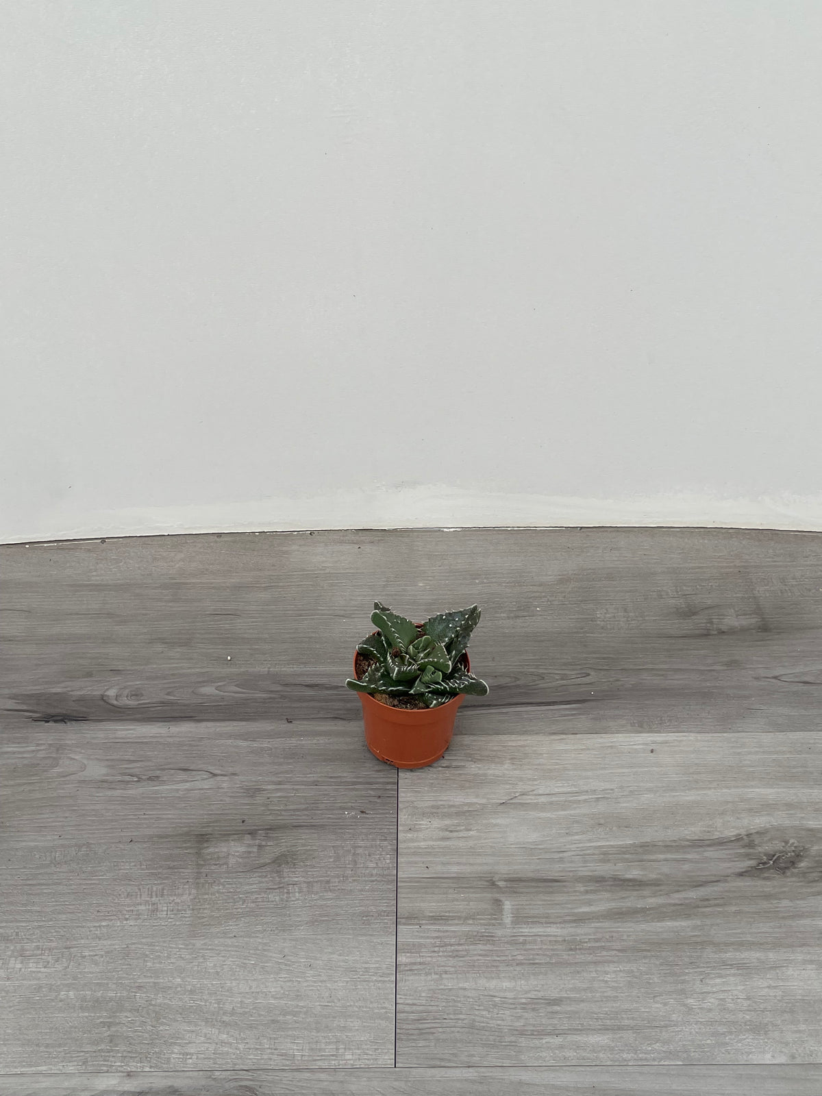 Succulent 'Tiger Jaw'
