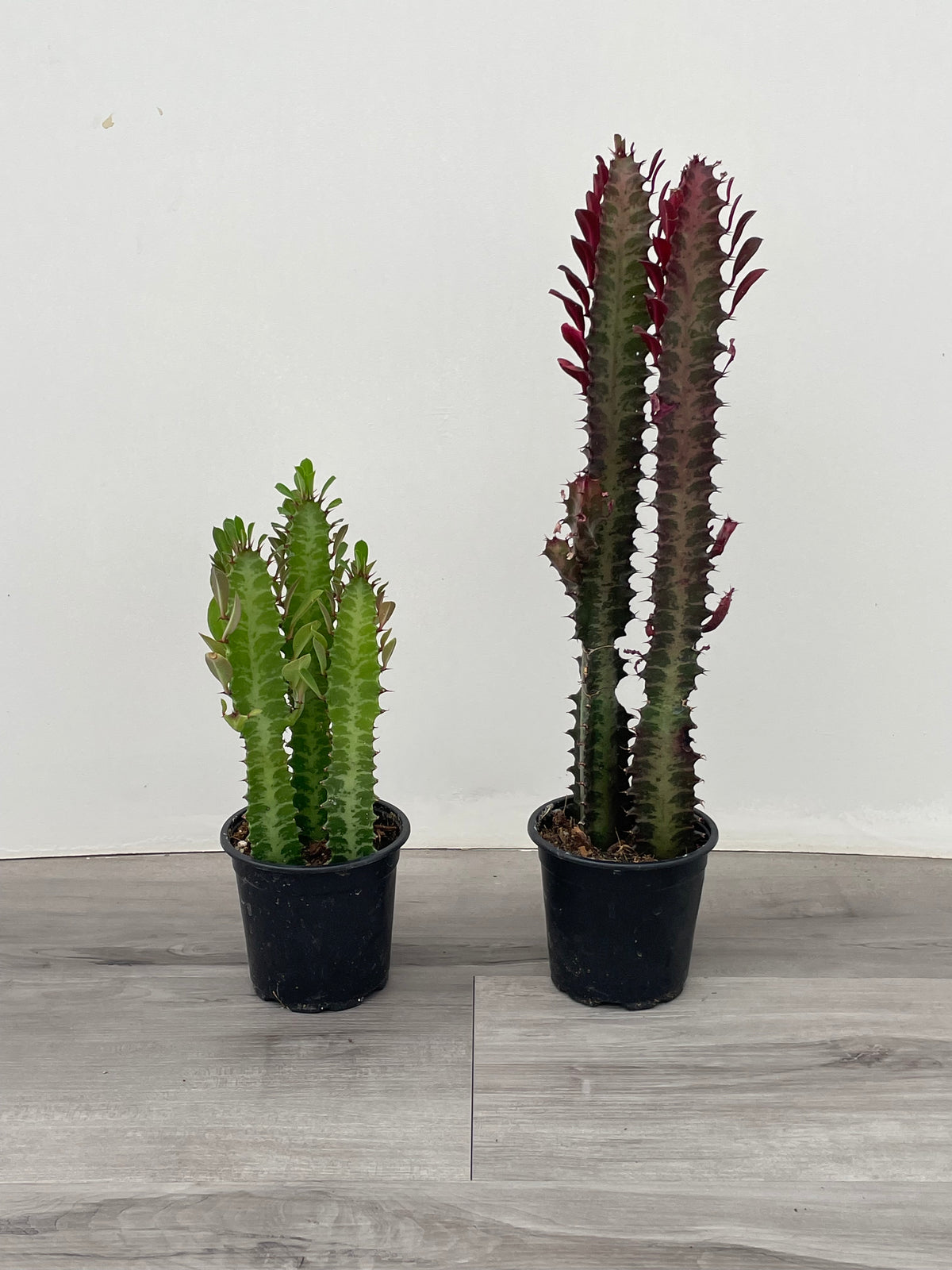 Euphorbia Trigona