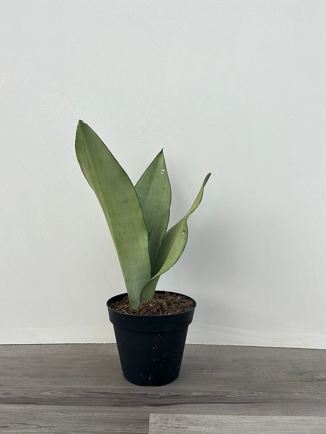 moonshine snake plant canada Sansevieria 'Moonshine' – van der Meer Garden Centre