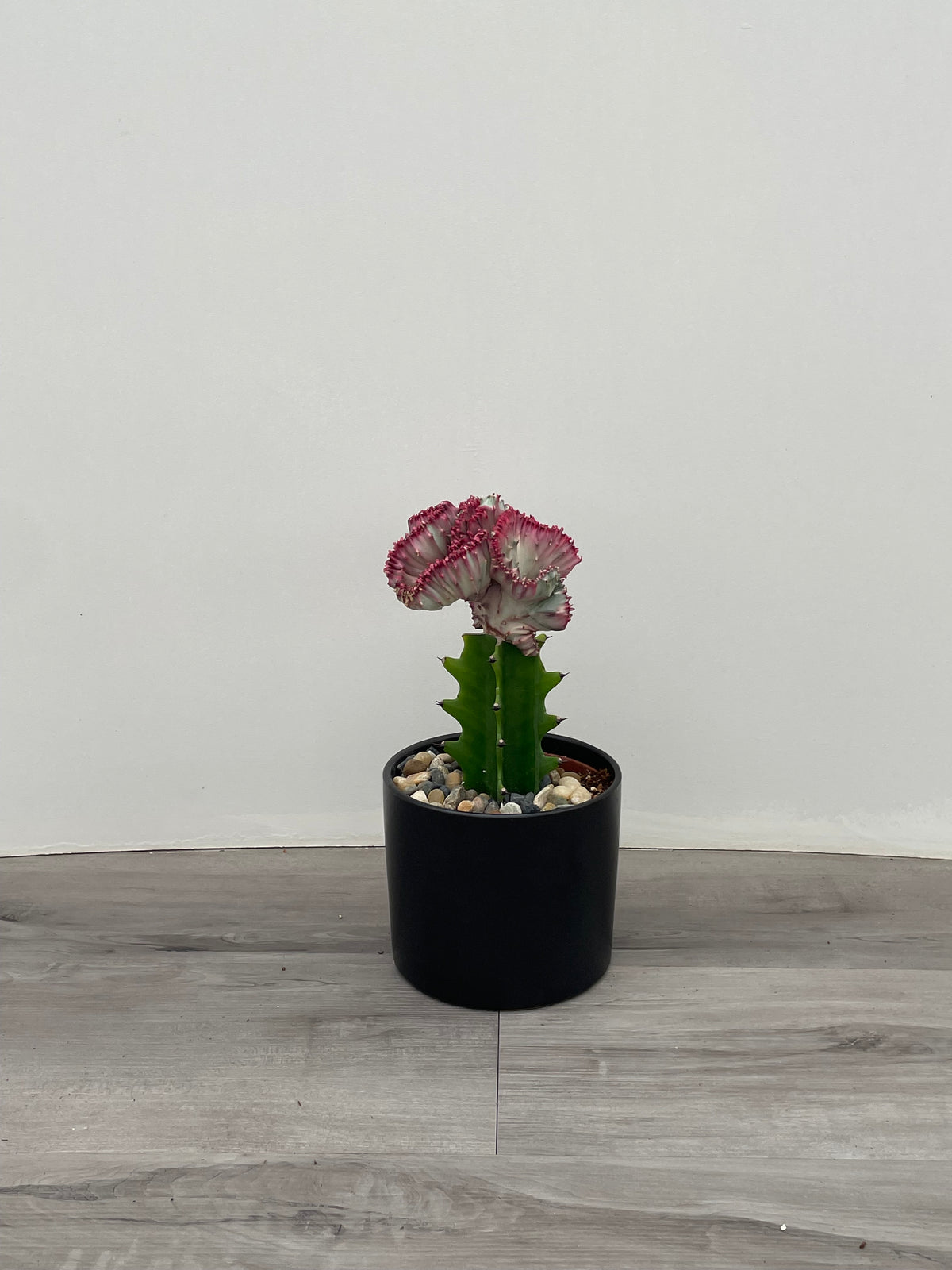Euphorbia 'Lactea'