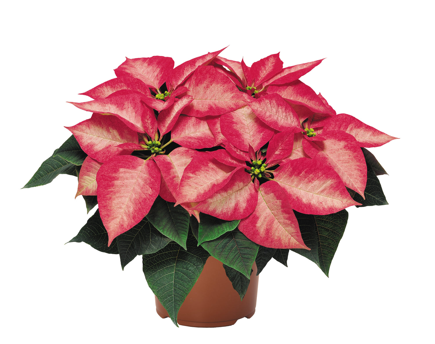 Poinsettia 'Ice Crystal'