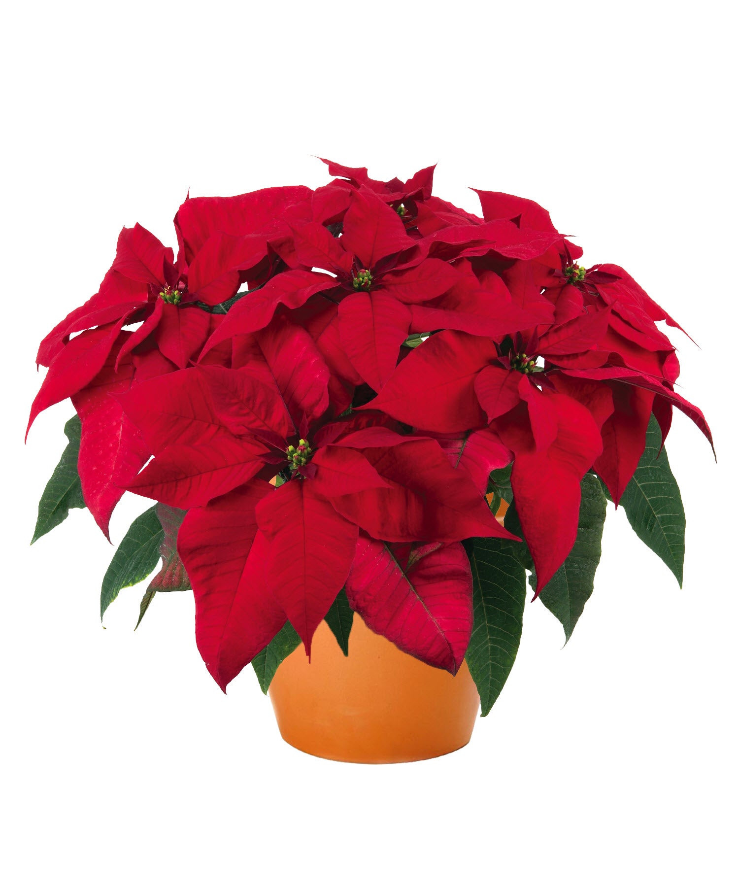 Red Poinsettia