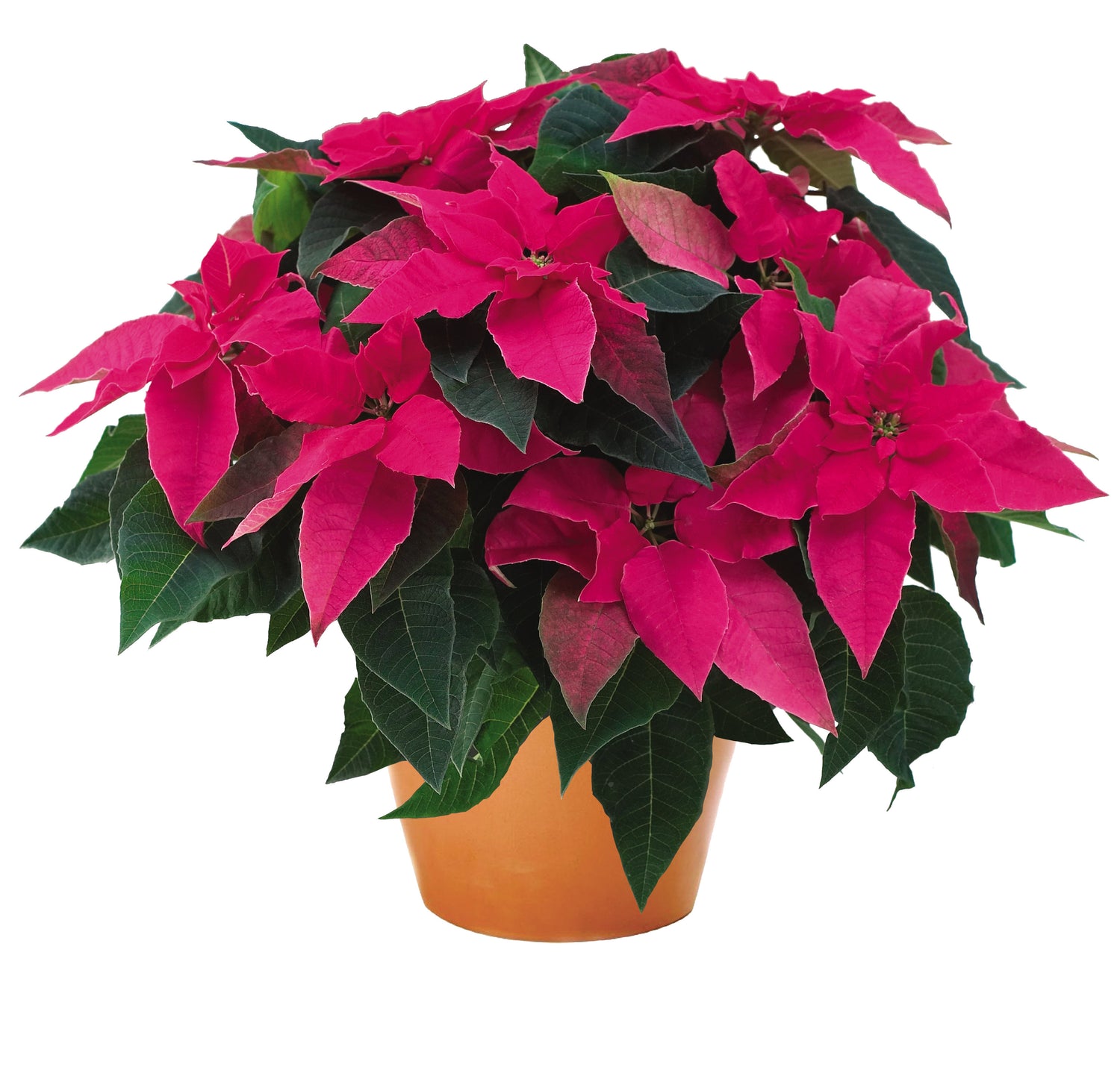 Poinsettia 'Princettia' Asst. 2.5" Pot'