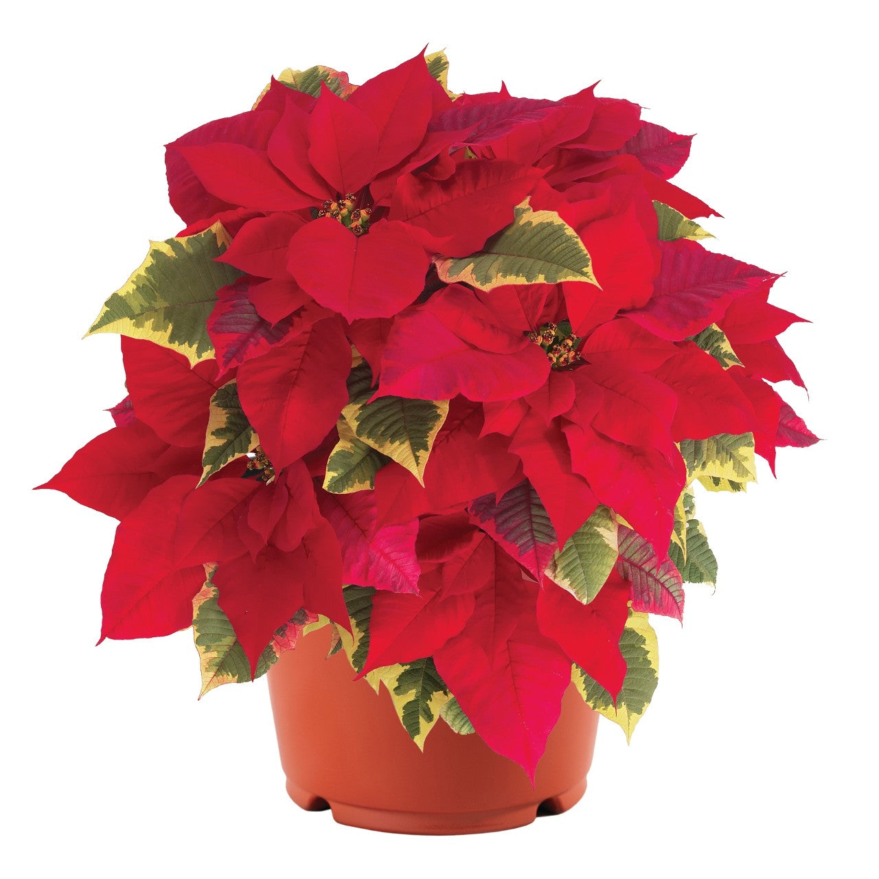 Tapestry Poinsettia