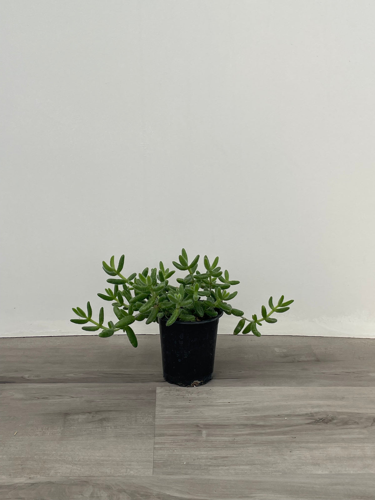 Pickle Plant Delosperma